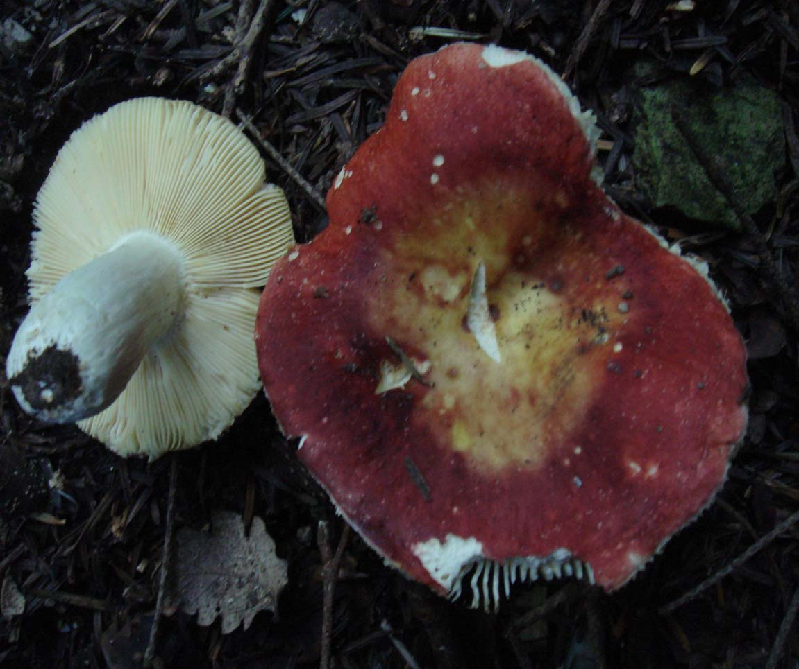 Russula rubroalba (pileo rosso vivo decolorato di crema al centro - lamelle