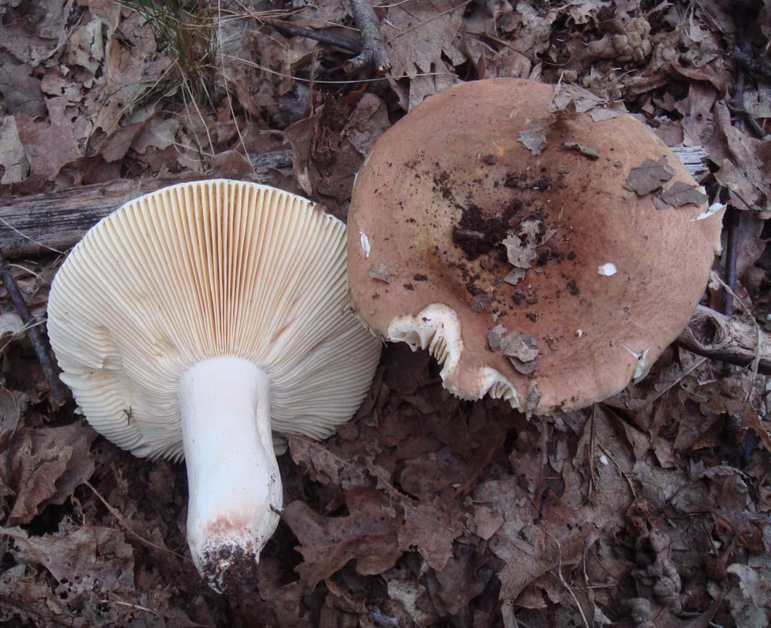 Russula olivacea (superficie pileica opaca, rosso-violetto con decolorazioni verdastre o interamente verde,margine grinzoso -