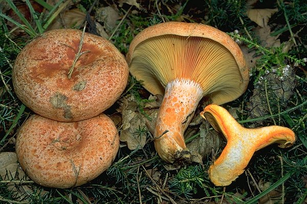 Lactarius deliciosus (pileo arancio-rosso arancio, con guttule e zonature, presenta toni verdi ;lamelle rosa-arancio poi