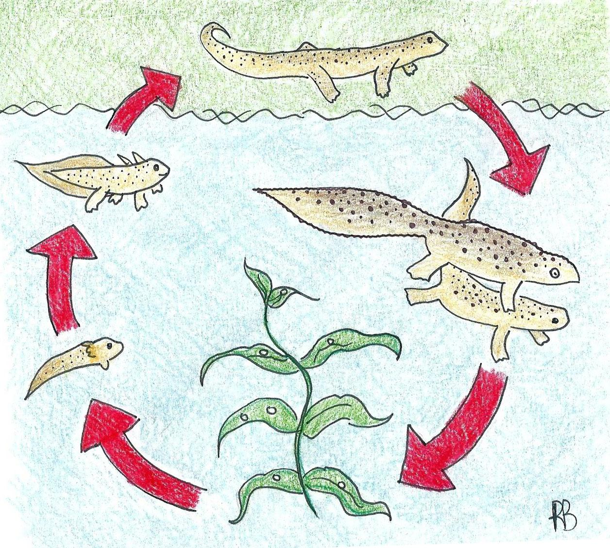 ADULTO LARVA Ciclo vitale