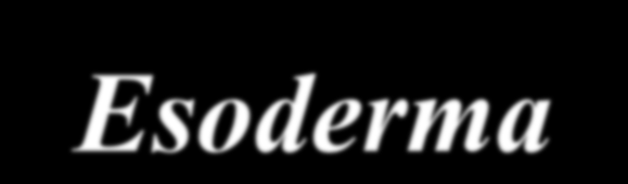 Esoderma È il tessuto di rivestimento della radice dopo la caduta del rizoderma ed è costituito dalle cellule più esterne della corteccia che suberificano formando un tessuto di rivestimento