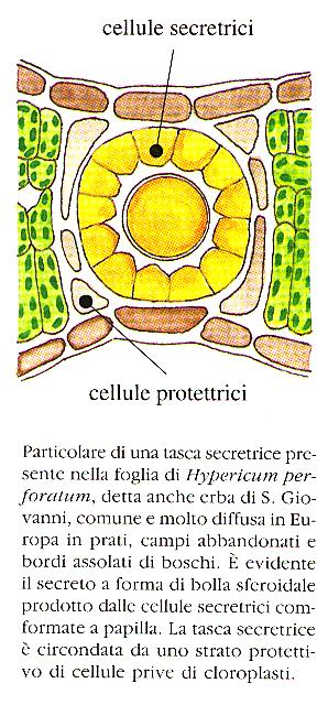 Tessuti e idioblasti ghiandolari Si dividono in: interni dove le sostanze sono liberate all esterno della cellula, ma trattenute all interno della pianta: ricordiamo i canali oleiferi e la tasche