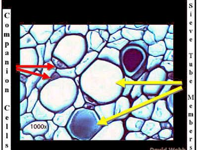 Le cellule del floema (libro) presentano sulle loro pareti numerose aree cribrose (con numerose perforazioni della parete cellulare)