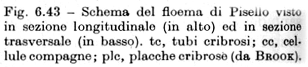 Tutte le cellule conduttrici floematiche sono vive a maturità, di forma allungata con parete cellulosica, non molto ispessita, pochi plastidi generalmente sotto forma di