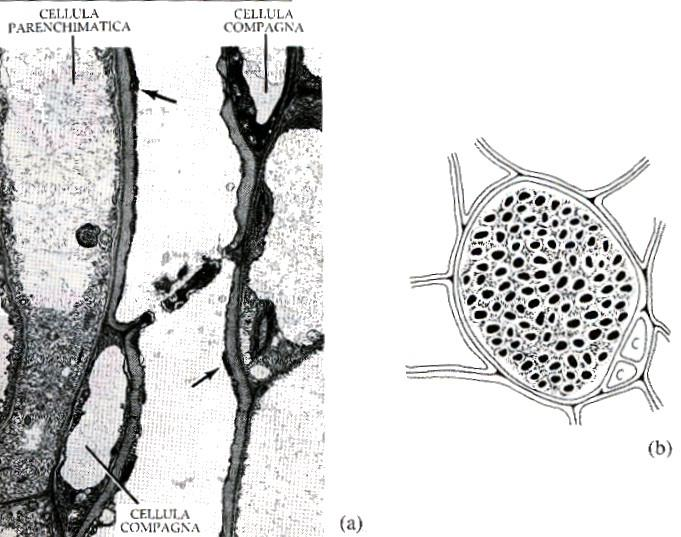 Nelle felci e nelle gimnosperme le cellule conduttrici sono rappresentate dalle cellule cribrose, allungate ed appuntite ed entrambe le estremità, provviste di pori, più abbondanti sulle pareti