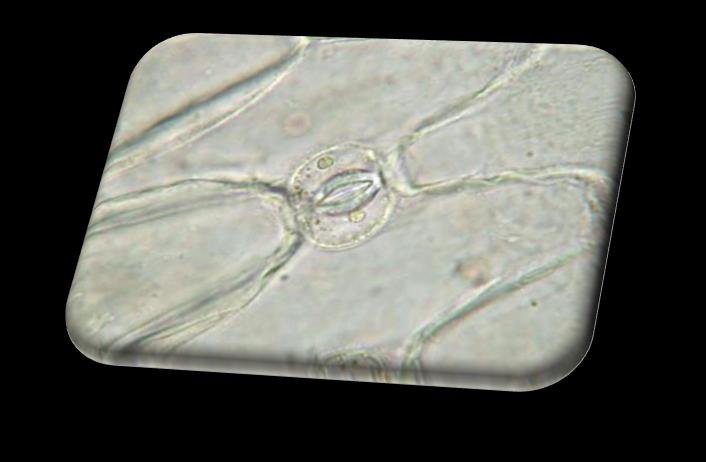 Tessuti tegumentali o di rivestimento Sono formati da cellule appiattite addossate le une alle altre (senza spazi intercellulari) che ricoprono l'intera superficie della pianta.
