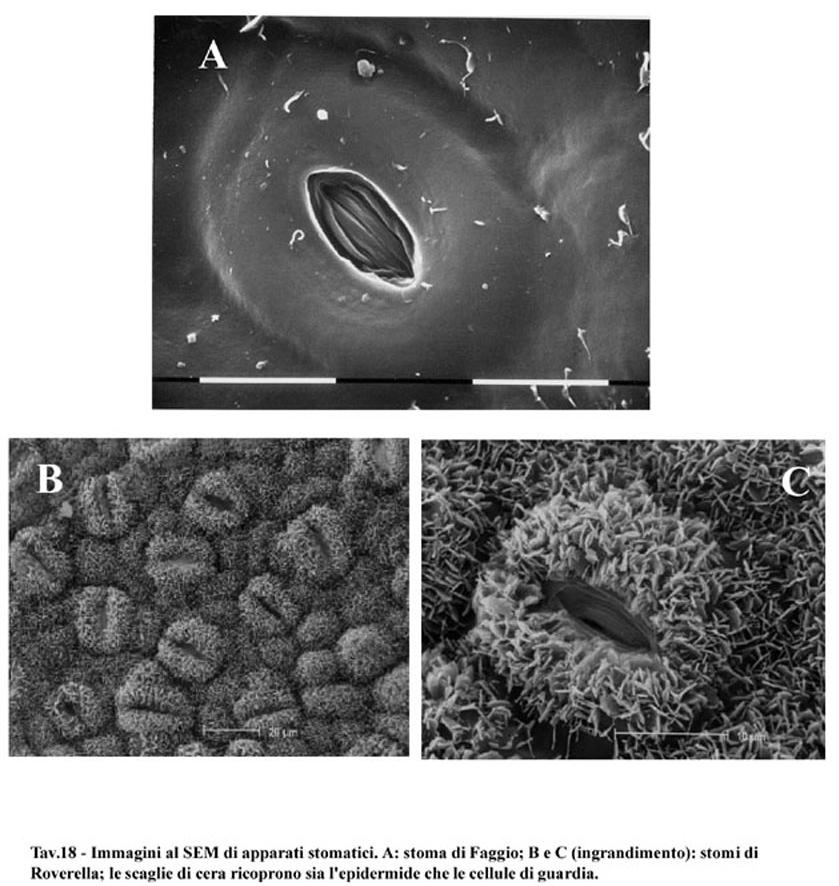 La parete esterna delle cellule epidermiche è cutinizzata e cerificata e rivestita in genere dalla cuticola Le pareti in tal modo limitano la perdita d