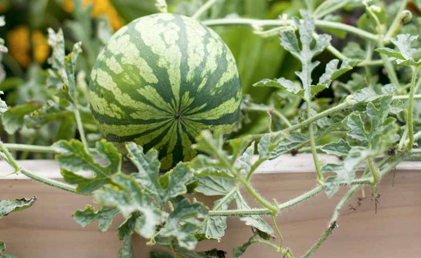 Italianità Azienda Italiana ISI Sementi S.p.a., vanta una lunga esperienza nel campo della ricerca, produzione e commercializzazione delle sementi orticole.