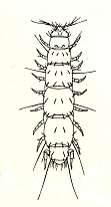 Figura 69: Immagini generiche di pauropodi.