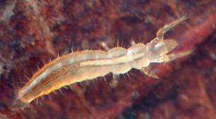 La cuticola dei collemboli, ricoperta di granulazioni, retinature e pori, può presentare anche setole (solo nella famiglia Entomobridae), spine, generalmente numerose sul capo, sulla furca e nella