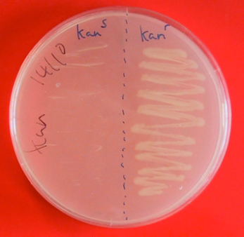 clonaggio pbr322 INATTIVAZIONE INSERZIONALE Resistenza agli antibiotici: MCS Alto numero di copie: mutazione in ori produce 500-600