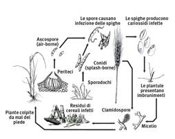 frumento è una sindrome causata da diverse specie fungine appartenenti ai generi Fusarium e Microdochium. Oltre a Microdochium nivale sono quattro i Fusaria responsabili (F. graminearum, F.