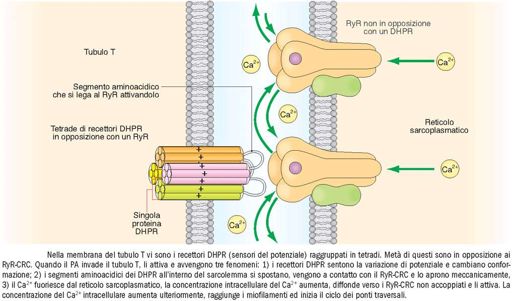 il reticolo sarcoplasmatico è un deposito