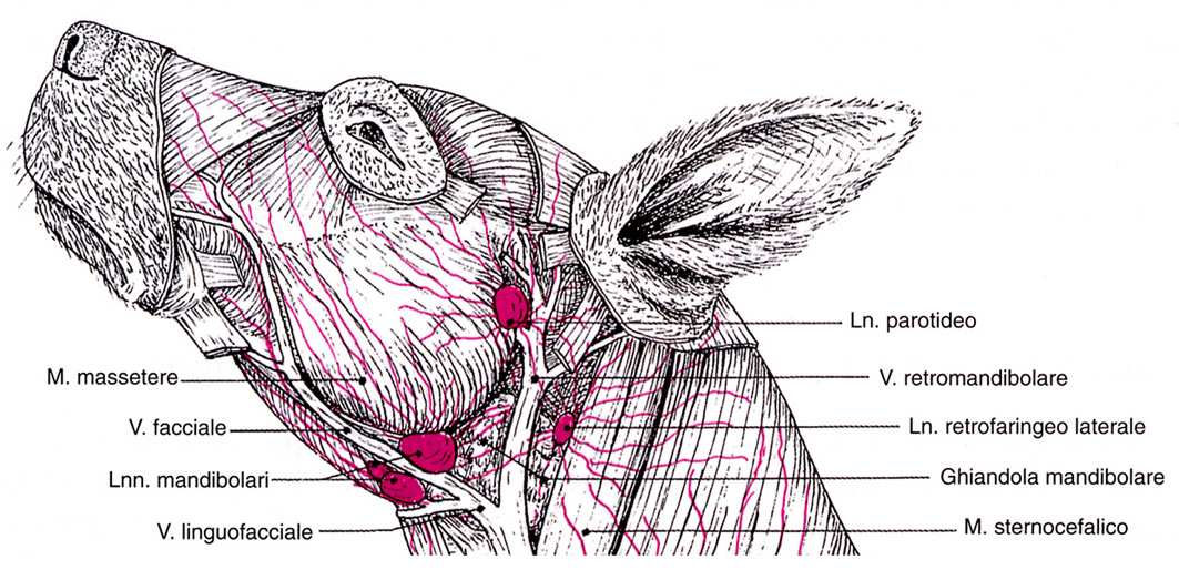LINFONODI DELLA TESTA VASI LINFATICI: si rendono