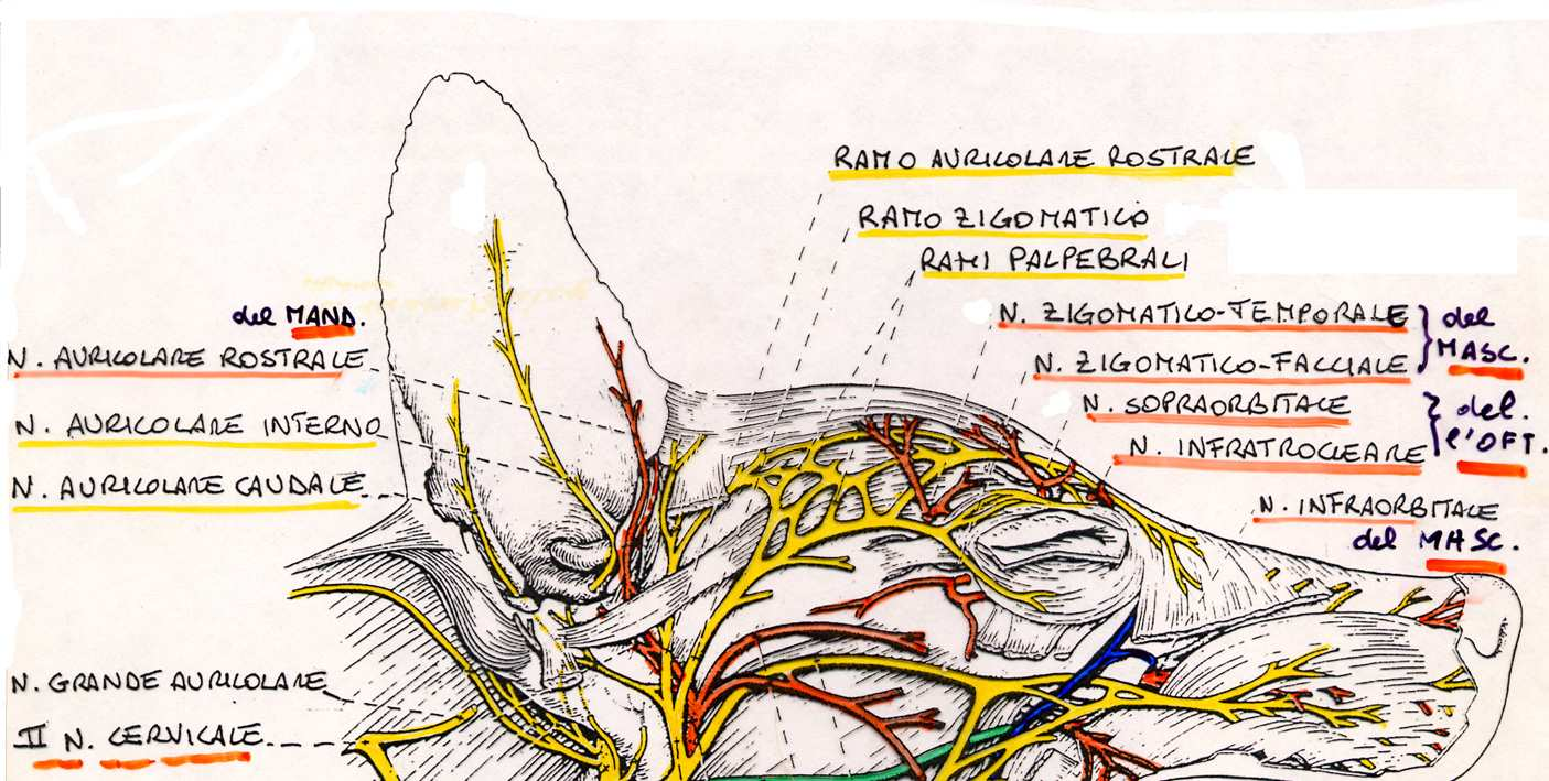 NERVI