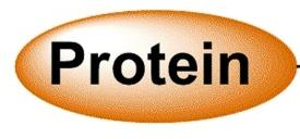 Modificazioni post/co-traduzionai possono coesistere nea stessa proteina generando diverse proteoforme con attività differenti.