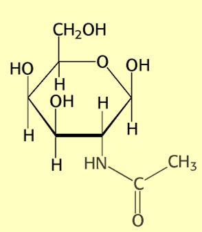 O-GLICOPROTEINE gi zuccheri sono generamente egati ad un residuo di serina (Ser) o treonina (Thr) mediante un egame β-o-gicosidico fra i C1 anomerico dea NAcGa e OSSIGENO ossidriico dea catena R dea