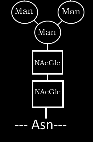 Tutti gi N-gicani hanno o stesso core pentasaccaridico costituito da 2 N-
