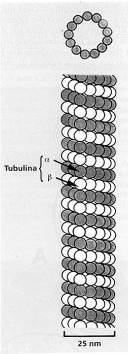 I microtubuli 5-7 nm 13 1 I microtubuli sono formati da 13 protofilamenti di subunità alternate di tubulina α e β (55 kd).