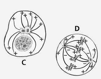 Polarità dei microtubuli, che presentano un