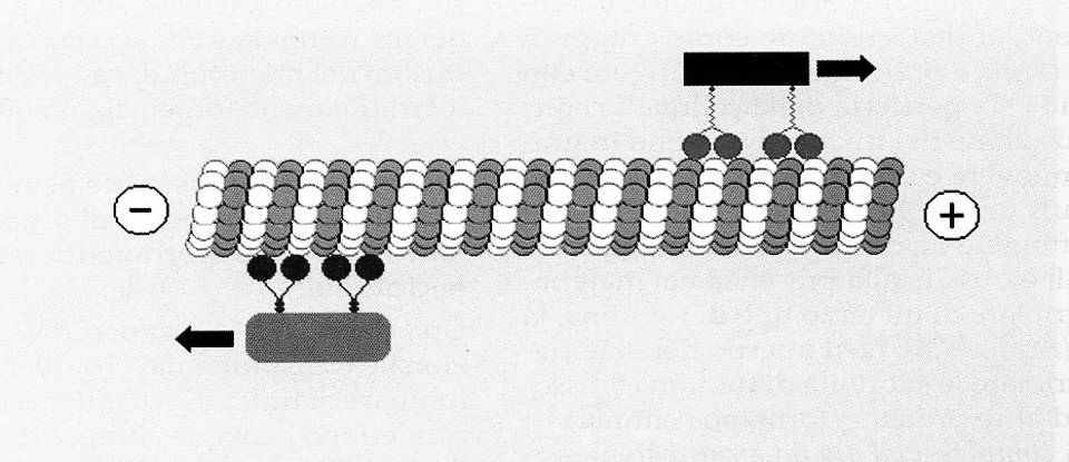 MAP: chinesina e dineina citoplasmatica CHINESINA ISTOLOGIA UNIPG Molecole di chinesina e di dineina