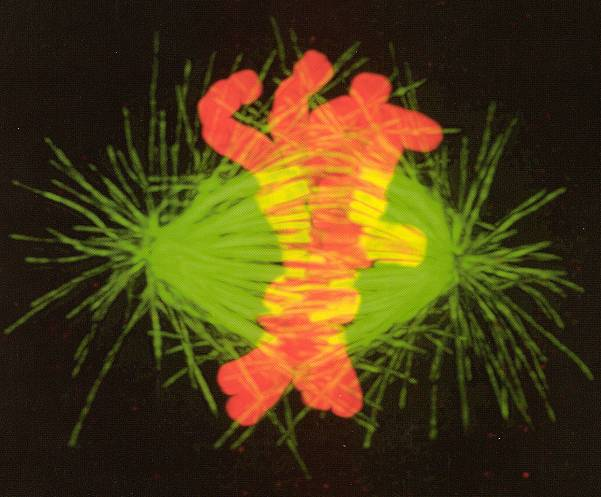 Microtubuli del fuso mitotico colorati (in verde) con anticorpi
