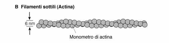 A B C Microtubuli