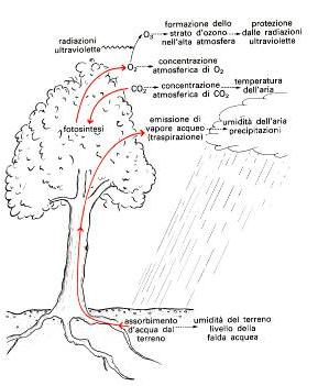Importanza degli organismi vegetali