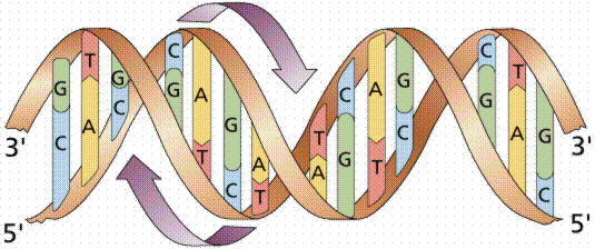 2) contengono materiale genetico ( DNA) L insieme delle molecole di DNA contenute in una cellula costituisce il genoma Nel genoma sono contenute tutte le