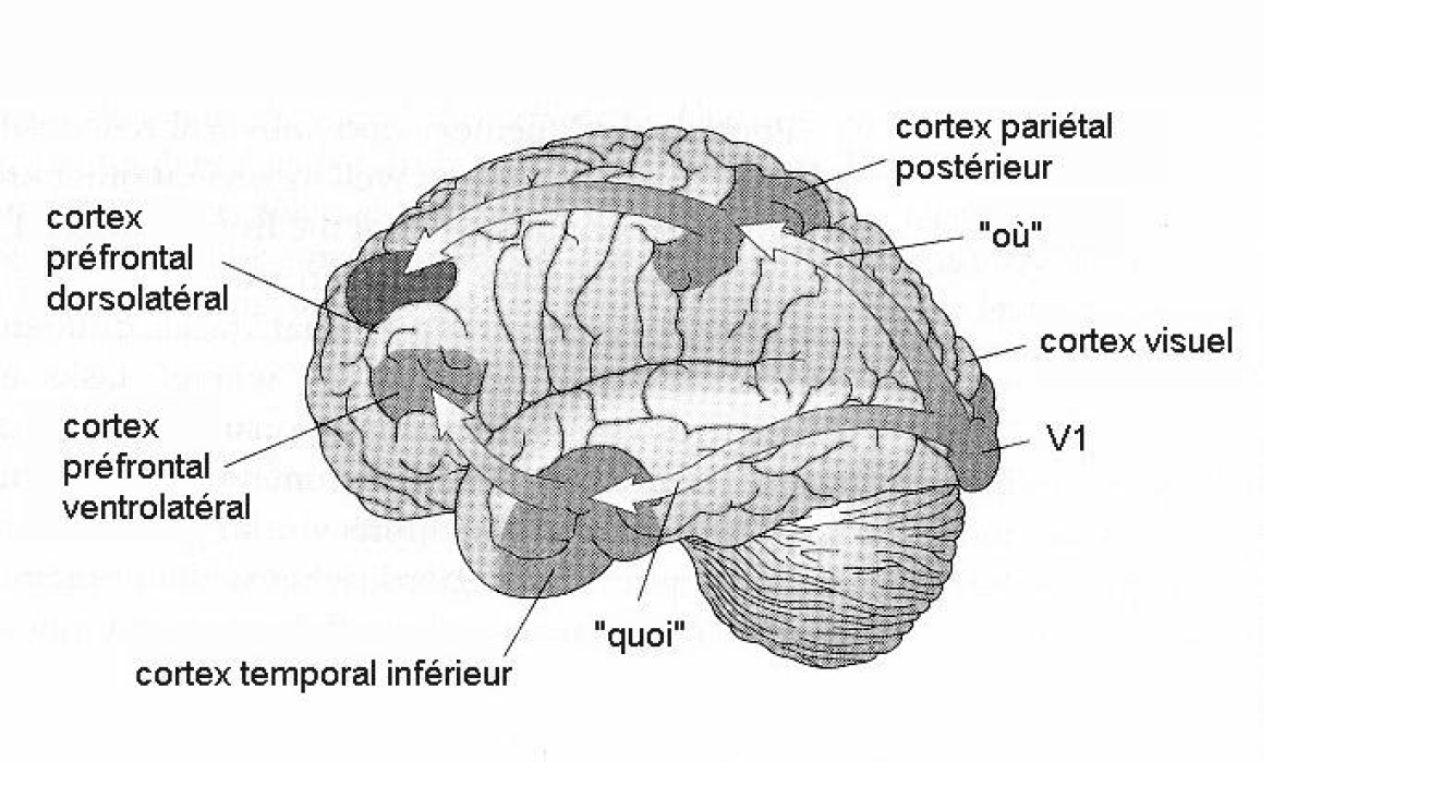 Visual cognitive dysfunction (disturbi del comprendere ) Dorsal stream dysfunction (via del where, how ) Vie visive