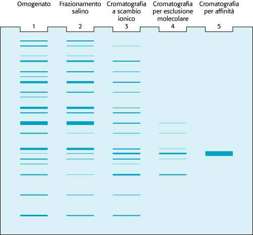 CONFRONTO FRA TECNICHE DI SEPARAZIONE Campione di partenza: la cellula.