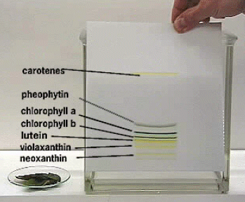 TECNICHE CROMATOGRAFICHE Ogni componente della miscela sarà in equilibrio fra le 2 fasi.