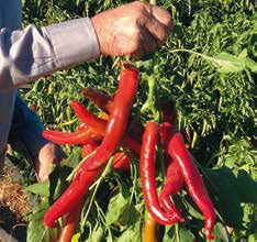 Pianta: rustica e di buon vigore vegetativo con internodi di media lunghezza. Frutto: di forma tonda, liscia, leggermente a trottola. Eccellente colorazione e spessore della polpa.