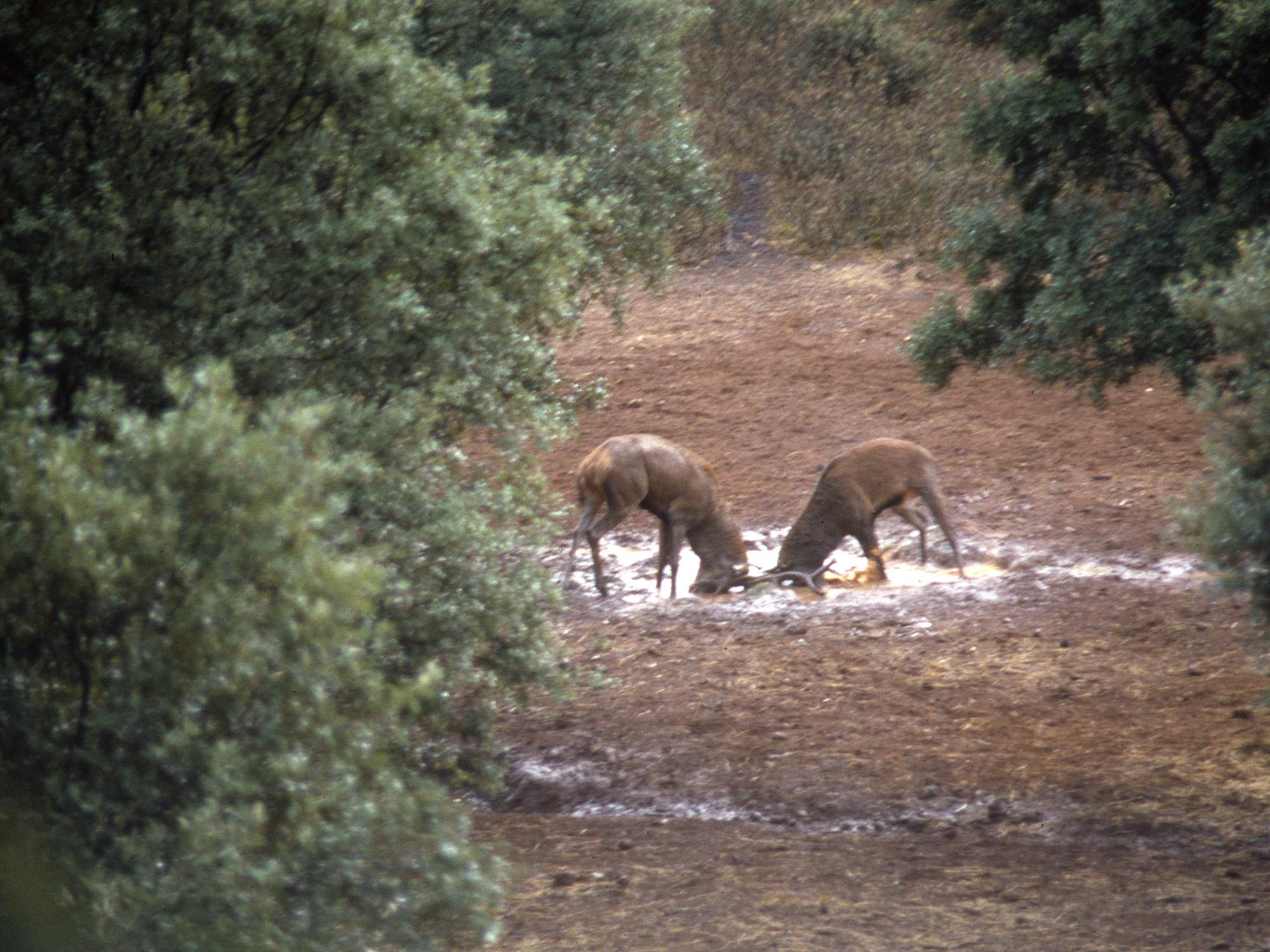 In autunno, tra i maschi più vigorosi si