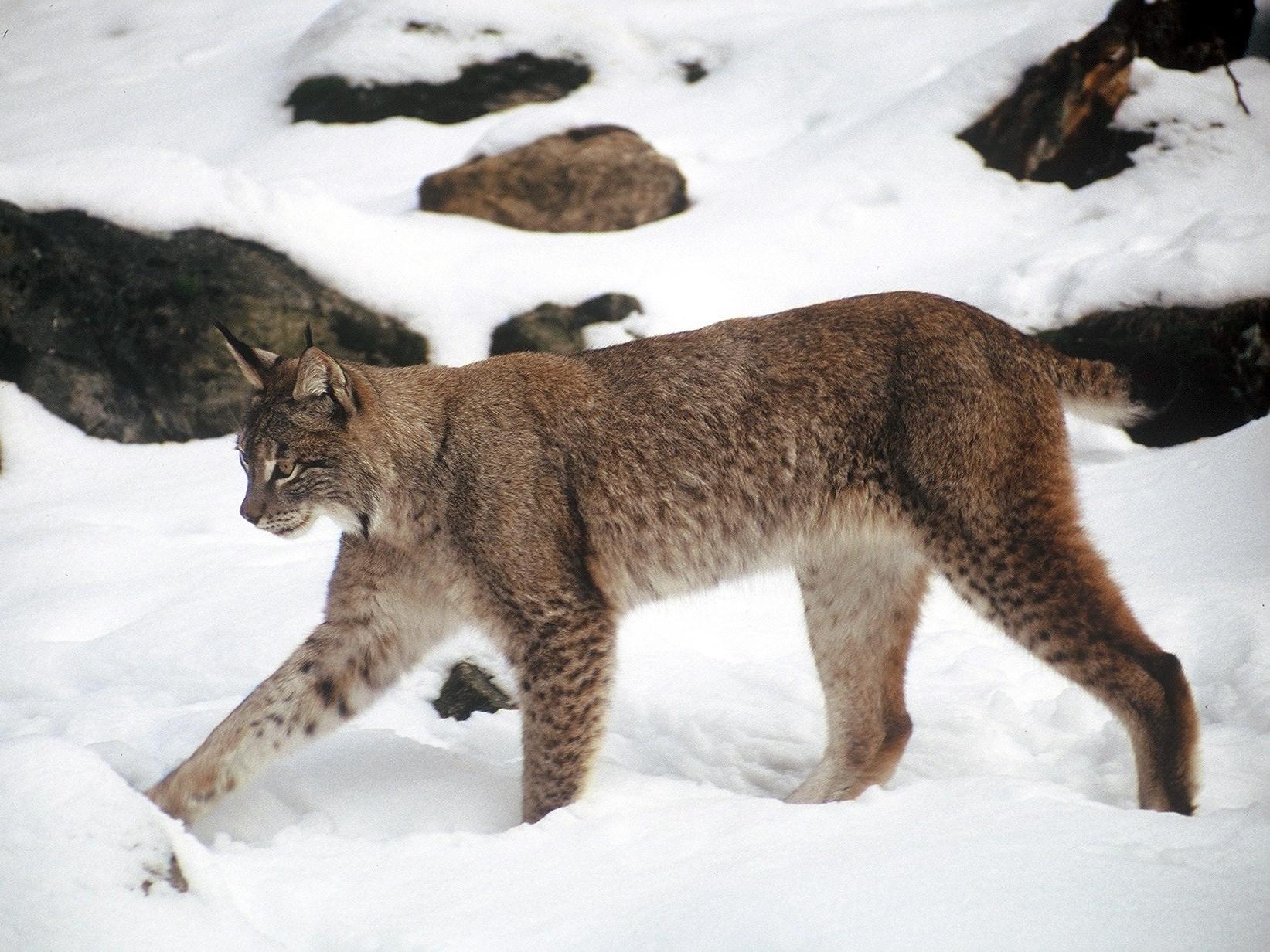 Anche la lince sta ritornando nei nostri