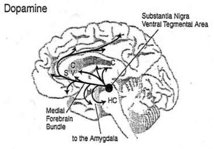 Sottosistemi di arousal: sist. dopaminergico s.