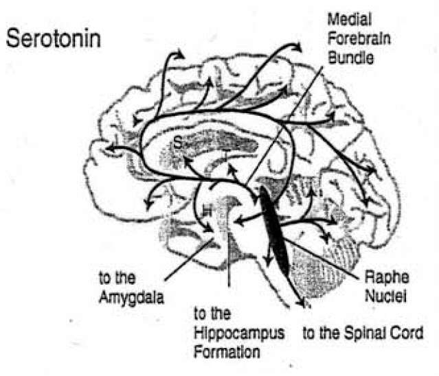 Sottosistemi di arousal: sist. serotoninergico s.