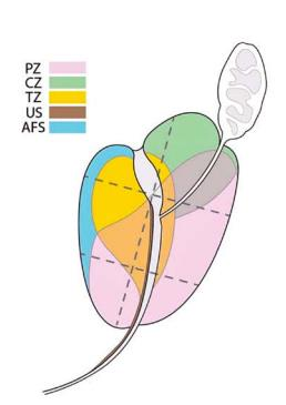 tessuto ghiandolare; (c) zona centrale (CZ), dalla base a veru montanum, circonda i dotti eiaculatori,