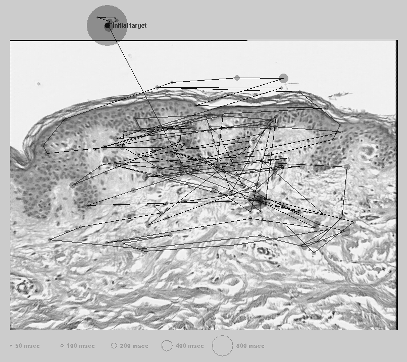 Immagine al microscopio di una sezione di cute opportunamente trattata Lo scopo dell osservazione è una diagnosi I soggetti