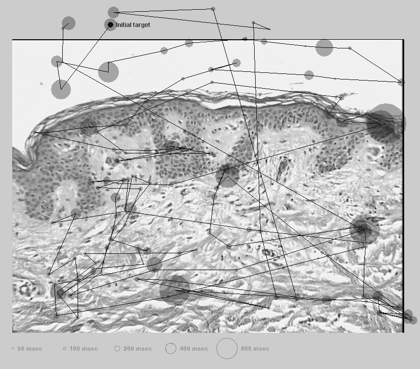 Lo scanpath prodotto da un ingegnere (non