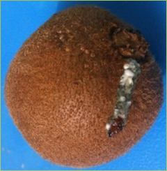 Patogeni su kiwi in post raccolta GREY MOULD ROT su kiwi in conservazione presso DISAFA. Botrytis cinerea Pers (Snowdon, 1990): agente eziologico dello sviluppo del «grey mould rot» muffa grigia.