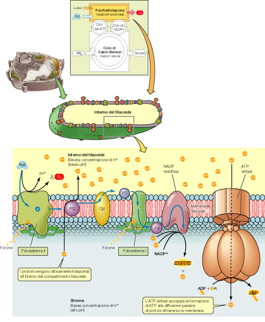 SCHEMA di base