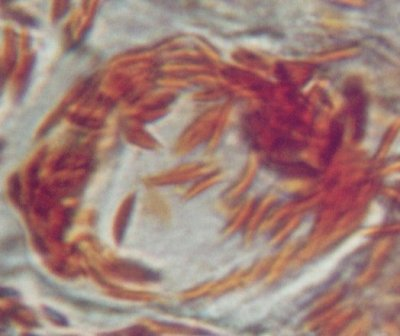 La foto riprodotta mostra una cellula di epidermide di peperone rosso ingrandita