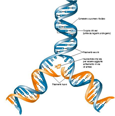 La replicazione del DNA La capacità della cellula di mantenere l ordine dei suoi componenti