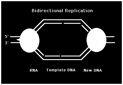 doppia elica e utilizzando ciascun filamento parentale come stampo per formare un nuovo filamento figlio Replicazione bidirezionale: ad