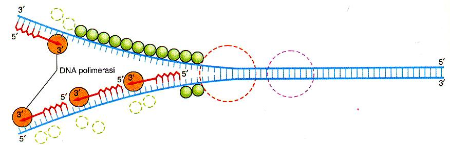 Replicazione del DNA Filamento guida: l innesco serve solo per cominciare la sintesi all origine di replicazione Filamento lento: la sintesi di DNA è discontinua perciò sono continuamente necessari