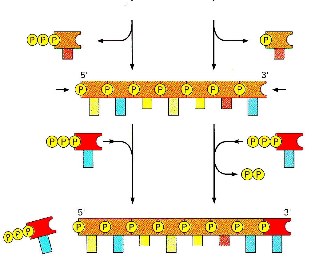 Terminale 3 prodotto se si rimuove un nucleotide per autocorrezione Deossinucleotide trifosfato corretto in arrivo LA REAZIONE NON