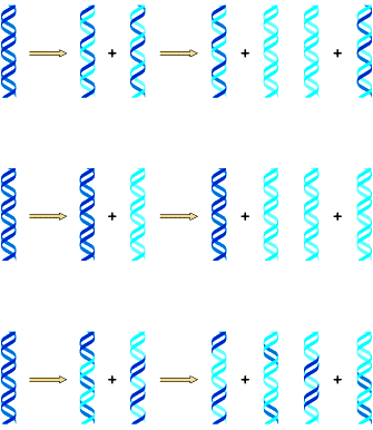 Semiconservativa (Watson e Crick) Esperimento di Meselson e Stahl La replicazione semiconservativa del DNA prima replicazione seconda replicazione