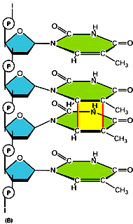Riparazione del DNA Dimero di timine: Danneggiamento del DNA indotto dalle radiazioni UV Due timine adiacenti stabiliscono due legami covalenti e formano un dimero di timina.