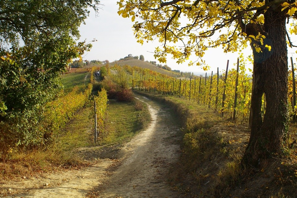 Riconoscimento UNESCO I filari dei vitigni storicamente coltivati nel territorio, le tipologie di coltura,, il ricco sistema dei luoghi produttivi e degli insediamenti tradizionali evidenziano un